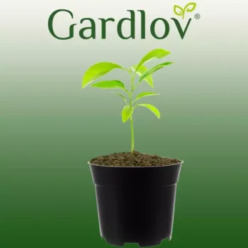 Gardlov -