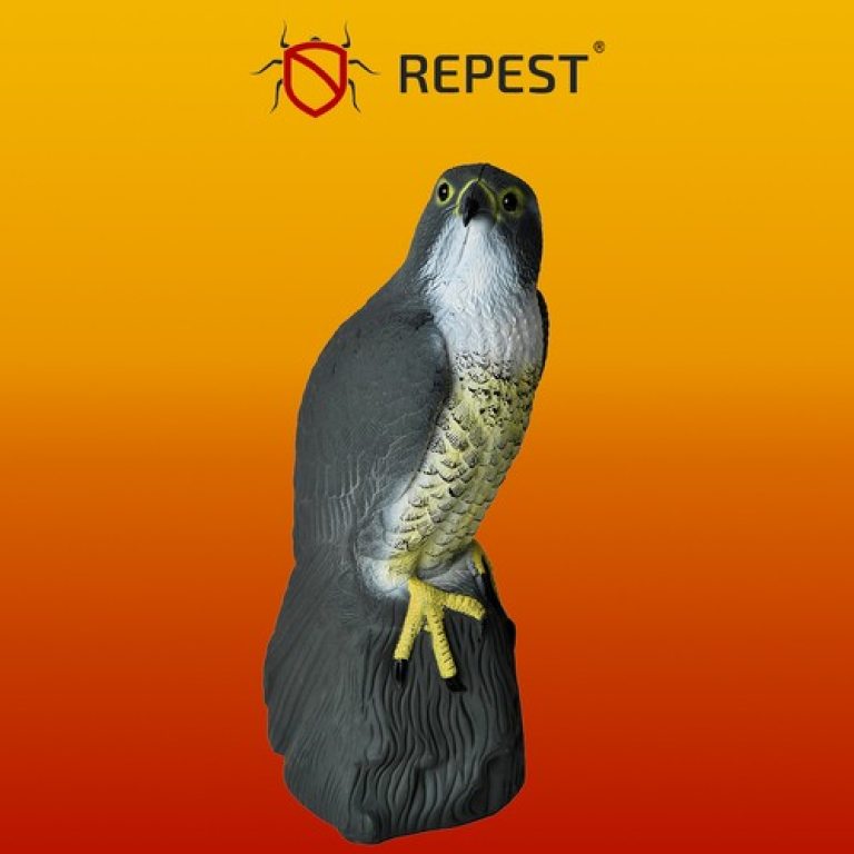 Repest -